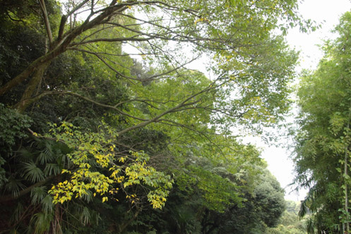 �؉����B�̗��@