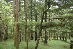 �؉����B�̗��@