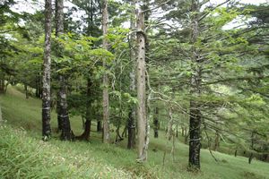 �؉����B�̗��@